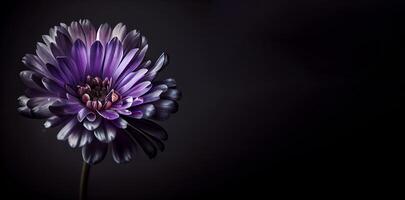 Dark anemon flower in black background photo