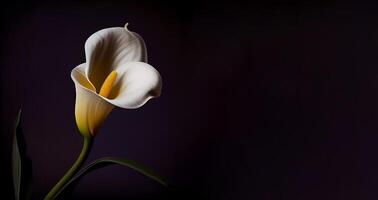 oscuro calla lilly flor en negro antecedentes ai generado foto