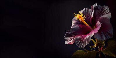 oscuro petunia flor en negro antecedentes ai generado foto