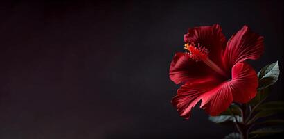 oscuro petunia flor en negro antecedentes ai generado foto