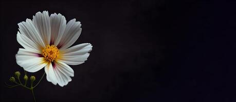 oscuro blanco cosmos flor en negro antecedentes ai generado foto