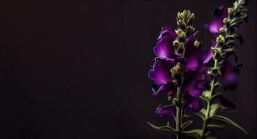 dark foxglove flower in black background photo