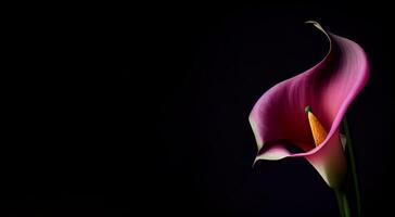 oscuro calla lilly flor en negro antecedentes ai generado foto