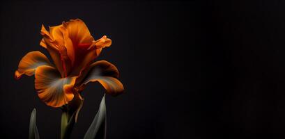 Dark canna flower in black background photo