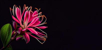 oscuro rosado madreselva flor en negro antecedentes ai generado foto