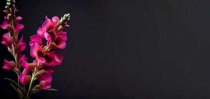 Dark snapdragon flower in black background photo