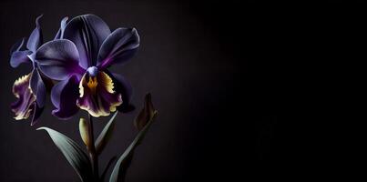 oscuro amarilis flor en negro antecedentes ai generado foto