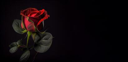 a red rose still in bud black background photo