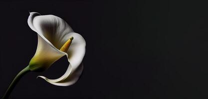 oscuro calla lilly flor en negro antecedentes ai generado foto