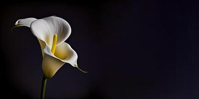 oscuro calla lilly flor en negro antecedentes ai generado foto