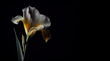 Dark Canna Flower in Black Background photo