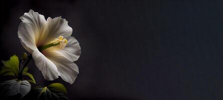 oscuro blanco hibisco flor en negro antecedentes ai generado foto