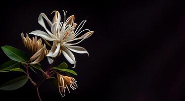 Dark white Honeysuckle flower in black background with copy space photo