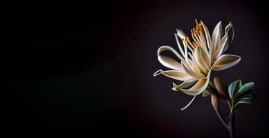 oscuro blanco madreselva flor en negro antecedentes con Copiar espacio ai generado foto