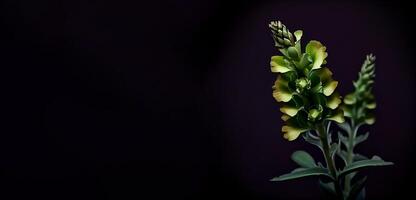 dark foxglove flower in black background photo