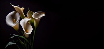 oscuro calla lilly flor en negro antecedentes ai generado foto