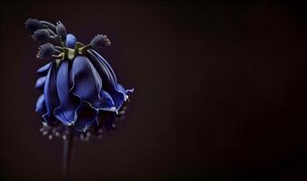 dark bluebell flower black background photo