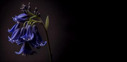 dark bluebell flower black background photo