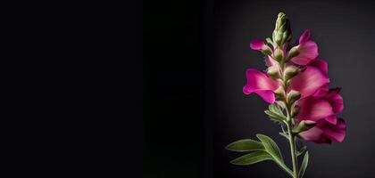 dark foxglove flower in black background photo