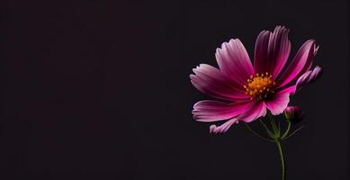 Dark cosmos flower in black background photo