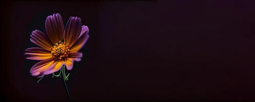 Dark cosmos flower in black background photo