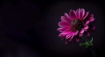 Dark anemon flower in black background photo