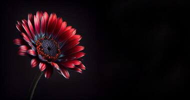 Dark anemon flower in black background photo