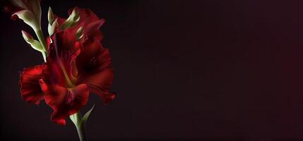 Dark Canna Flower in Black Background photo