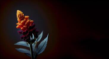 dark celosia flower in black background photo