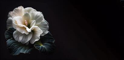 dark camellia in black background photo
