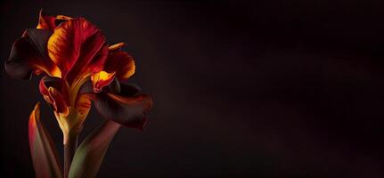 Dark Canna Flower in Black Background photo