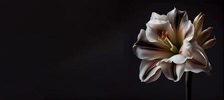 oscuro petunia flor en negro antecedentes ai generado foto