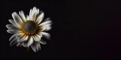 Dark anemon flower in black background photo