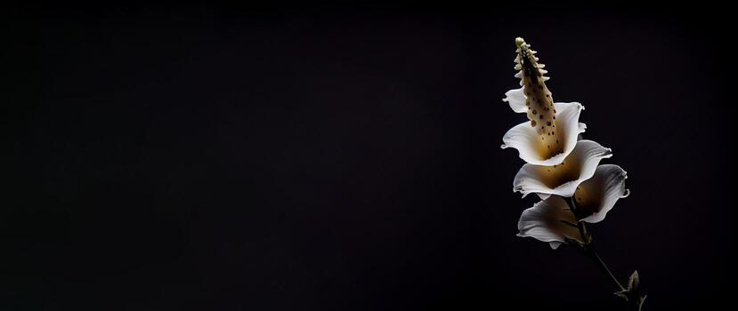 oscuro blanco boca de dragón flor en negro antecedentes foto