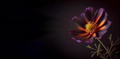 Dark cosmos flower in black background photo