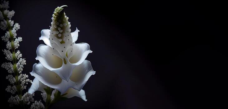 oscuro blanco boca de dragón flor en negro antecedentes foto