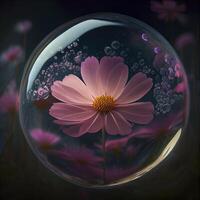 a beautiful cosmos flower swimming in translucent water photo