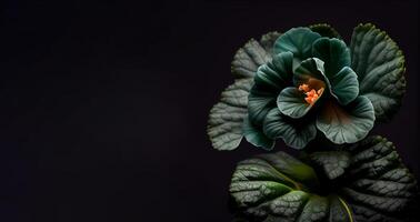 oscuro verde begonia flor en negro antecedentes ai generado foto