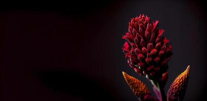 oscuro celosia flor en negro antecedentes ai generado foto