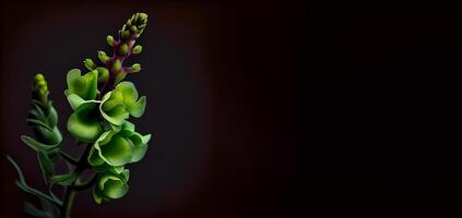 dark foxglove flower in black background photo