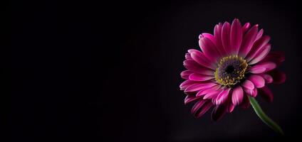 Dark anemon flower in black background photo