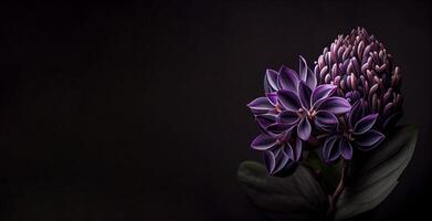 dark celosia flower in black background ai generated photo