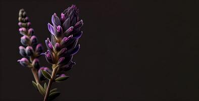 dark celosia flower in black background photo