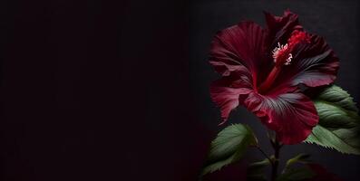 Dark petunia flower in black background photo