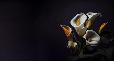 Dark Calla Lilly flower in black background photo