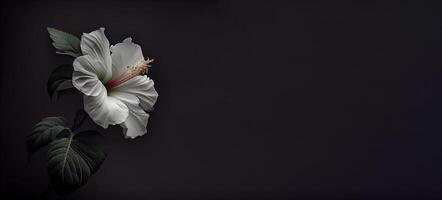 dark white hibiscus flower in black background photo