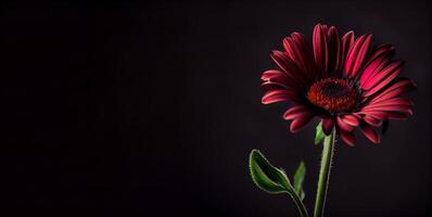 Dark red anemon flower in black background photo