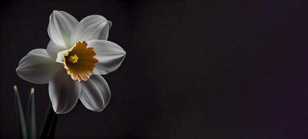 oscuro narciso flor en negro antecedentes ai generado foto