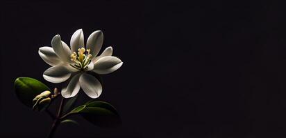 oscuro blanco amarilis flor en negro antecedentes ai generado foto