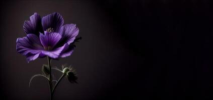 dark cosmos flower black background photo